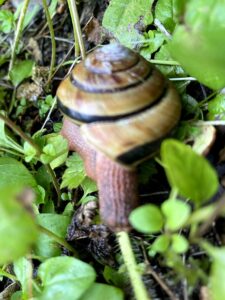 Snail On Forest Creek Dreams