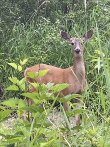 Deer On Forest Creek Dreams