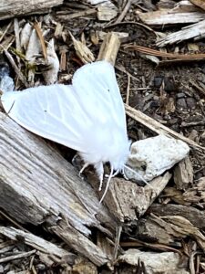 Moth On Forest Creek Dreams